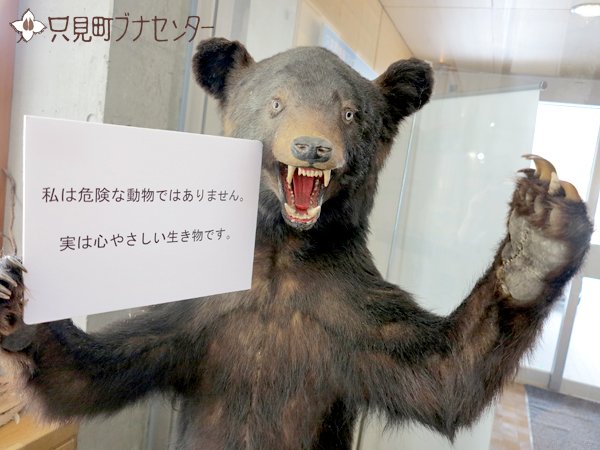 クマだらけ: 只見町ブナセンター