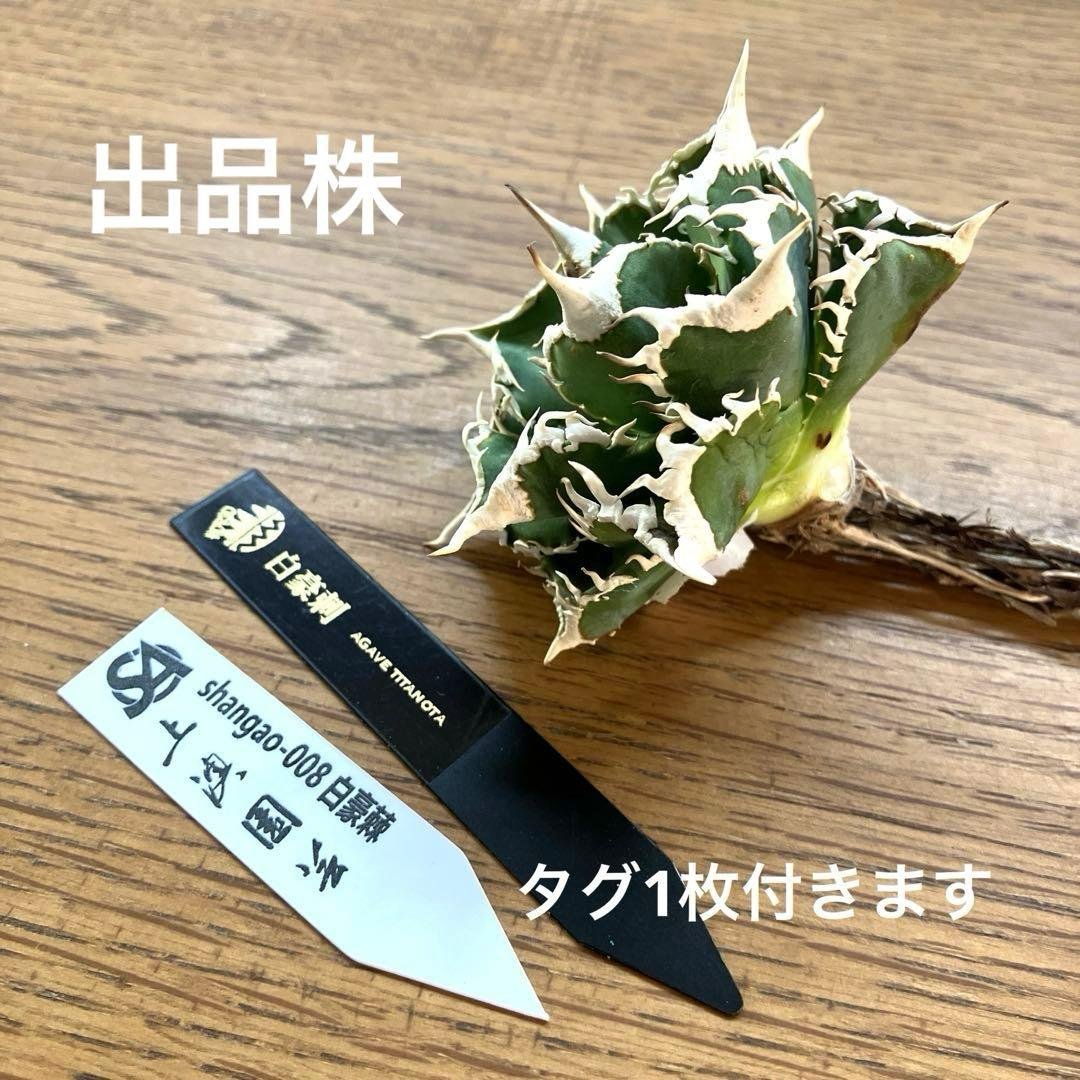 オークション】13 ラスト1株 優秀 アガべ 白豪刺 白豪棘 TC 訳あり