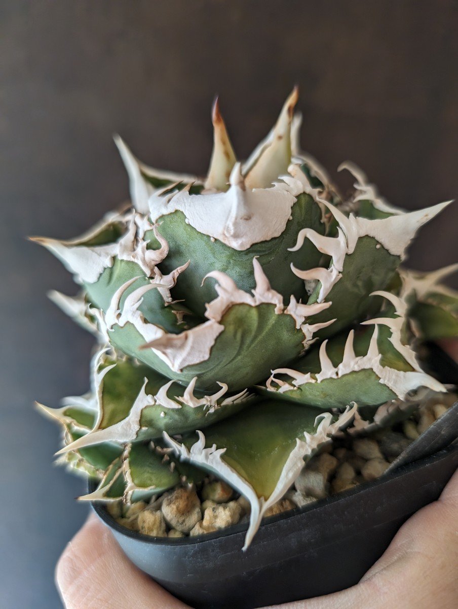 Agave IVORY W.A 子株 発根済 訳アリ格安注意事項 Agave IVORY W.A4