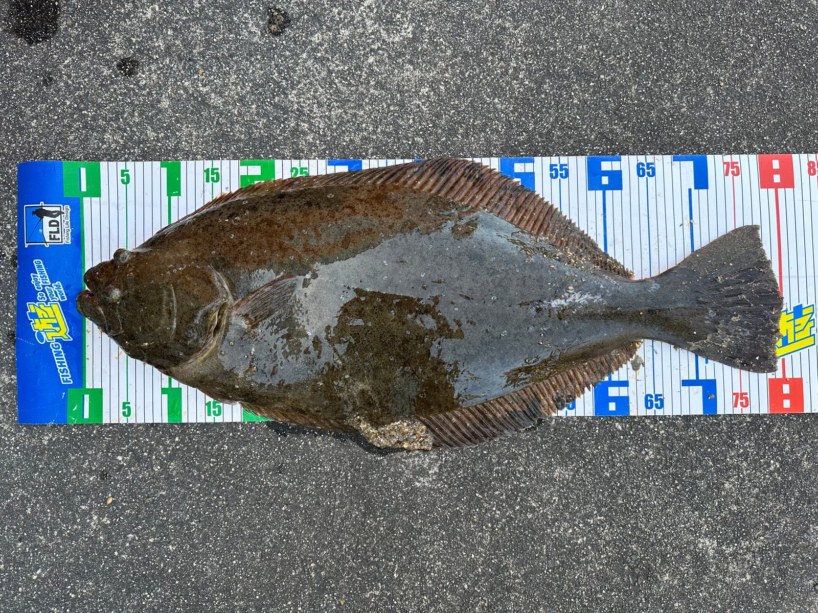 超大物認定！】鈴鹿サーフでヒラメ80cm出た〜っ‼︎ | フィッシング遊