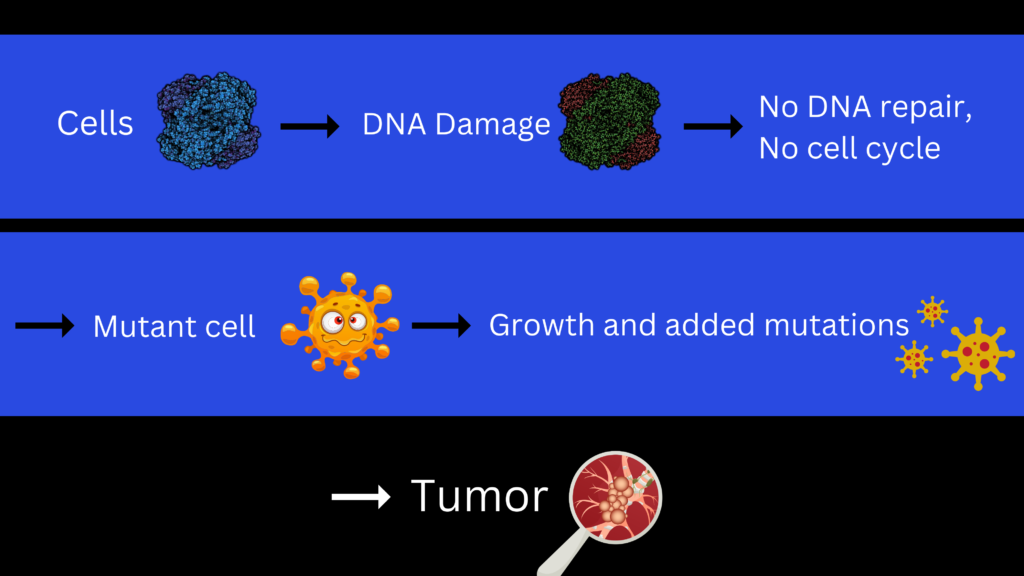 Cancer therapy and cancer treatment