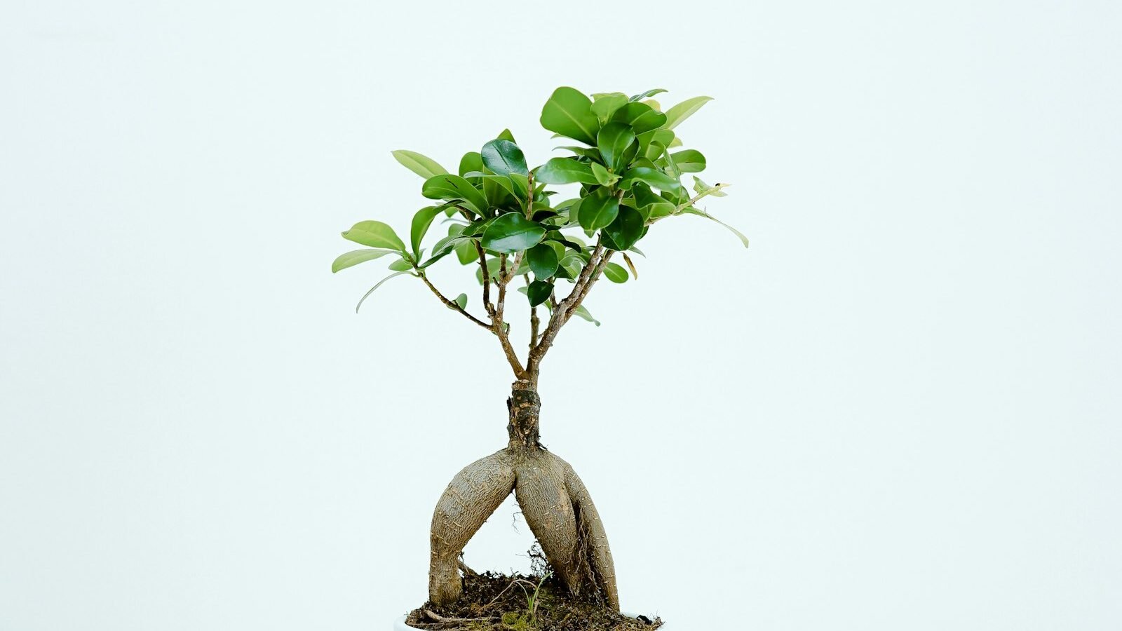 A green plant growing in a glass vase on a bright windowsill